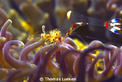 found in Lembeh; D200 by Thomas Lueken 